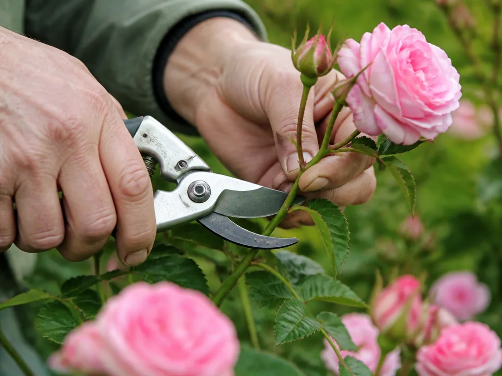 Händer som beskär en rosenbuske med sekatör bland rosa blommor på våren