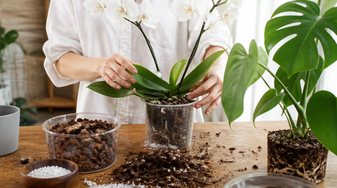 Omplantering av orkidé och monstera på ett träbord med genomskinlig kruka, bark och perlit i naturligt dagsljus